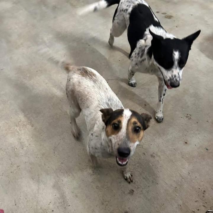 Enlarge Flounder, a Adoptable mixed breed in Fredericksburg, TX image 5/6