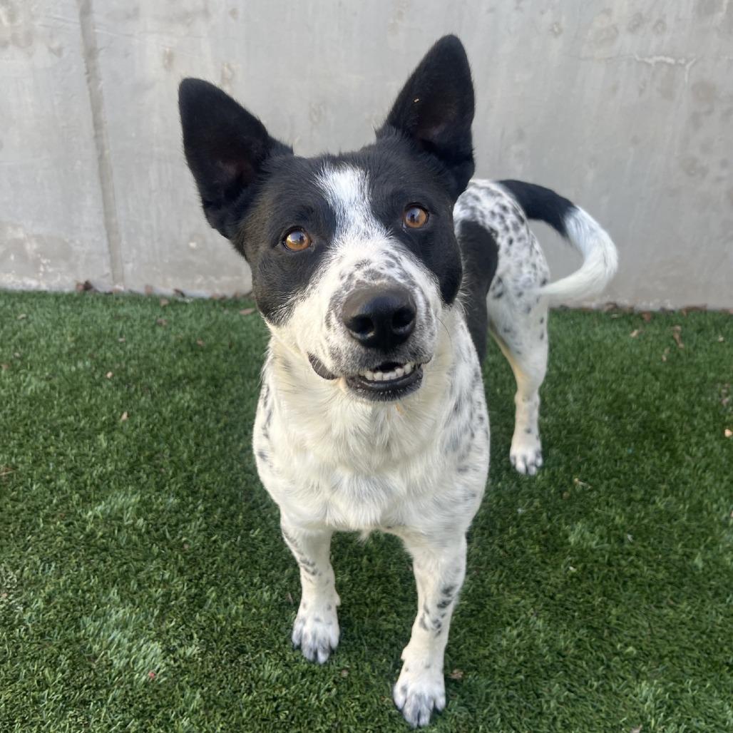 Enlarge Flounder, a Adoptable mixed breed in Fredericksburg, TX image 6/6