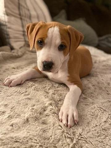 Saul - FKA Yellow, adopted, Young Male Pit Bull Terrier.