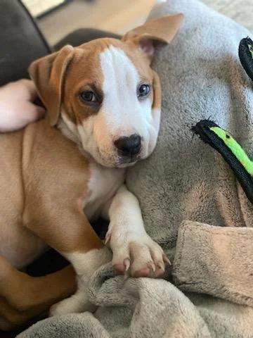 Enlarge Saul - FKA Yellow, an adopted mixed breed in Minneapolis, MN image 2/6