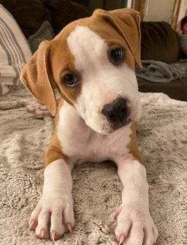 Enlarge Saul - FKA Yellow, an adopted mixed breed in Minneapolis, MN image 3/6