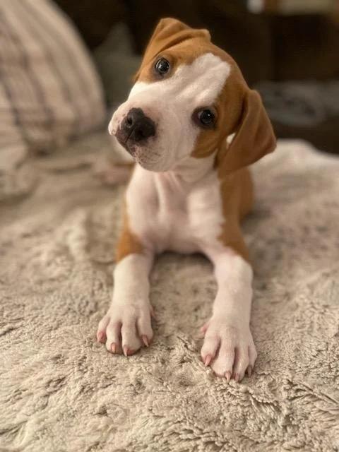 Enlarge Saul - FKA Yellow, an adopted mixed breed in Minneapolis, MN image 4/6