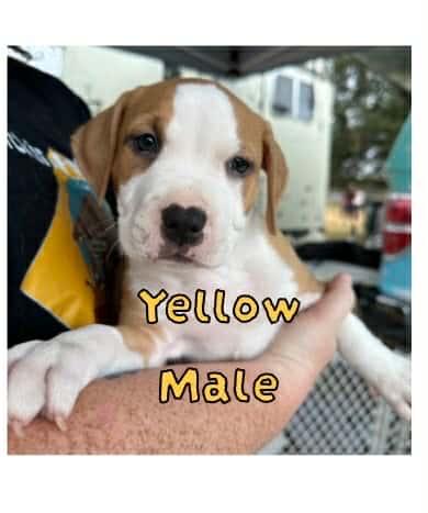 Enlarge Saul - FKA Yellow, an adopted mixed breed in Minneapolis, MN image 5/6