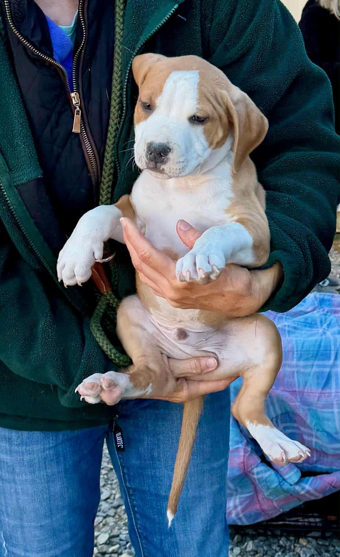 Enlarge Saul - FKA Yellow, an adopted mixed breed in Minneapolis, MN image 6/6