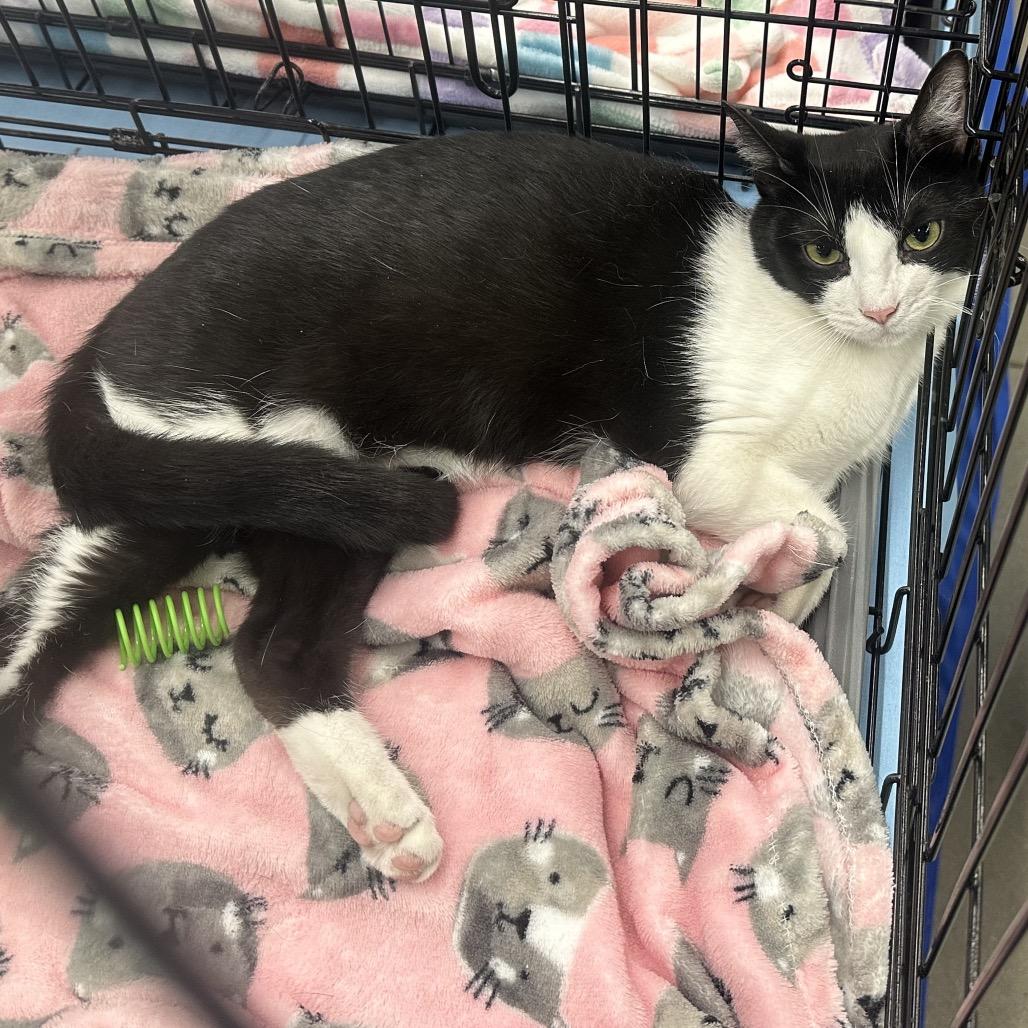 Larkin (Lark), Adoptable, Young Male Domestic Short Hair.