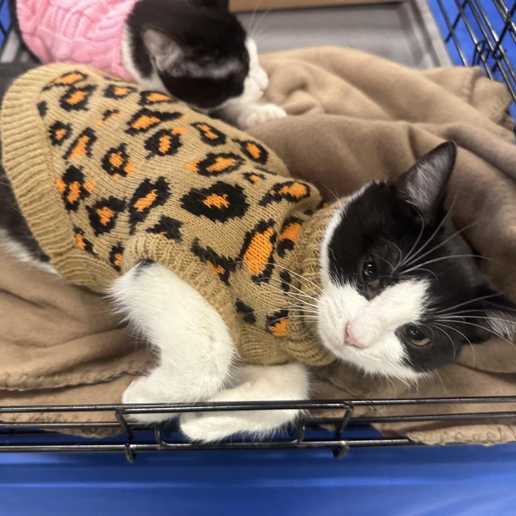 Larkin (Lark), a Adoptable Domestic Short Hair in Greenfield, IN image 1/3