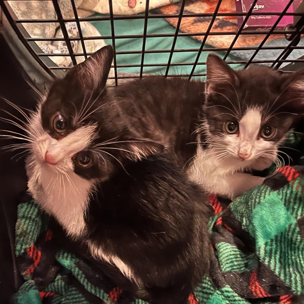 Larkin (Lark), a Adoptable Domestic Short Hair in Greenfield, IN image 2/3