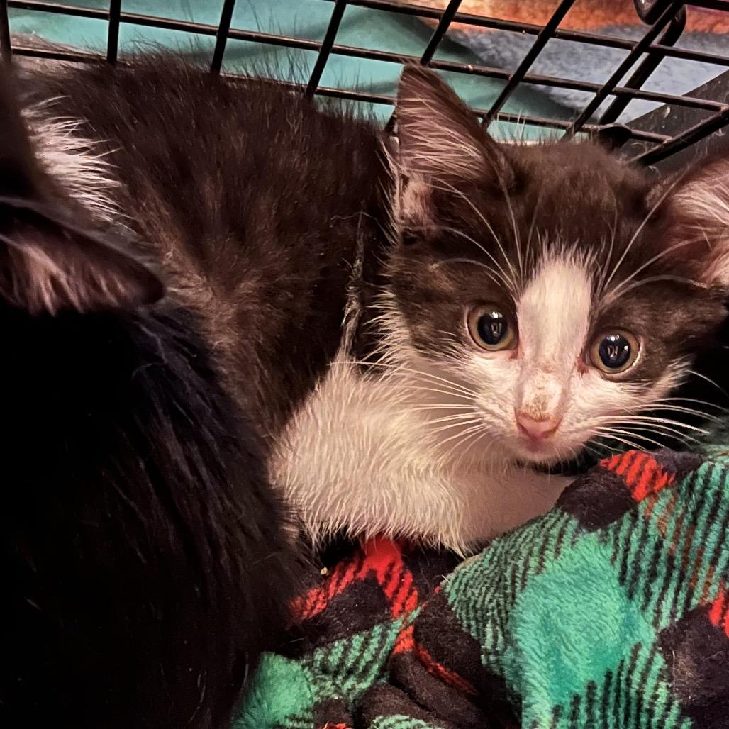 Larkin (Lark), a Adoptable Domestic Short Hair in Greenfield, IN image 3/3