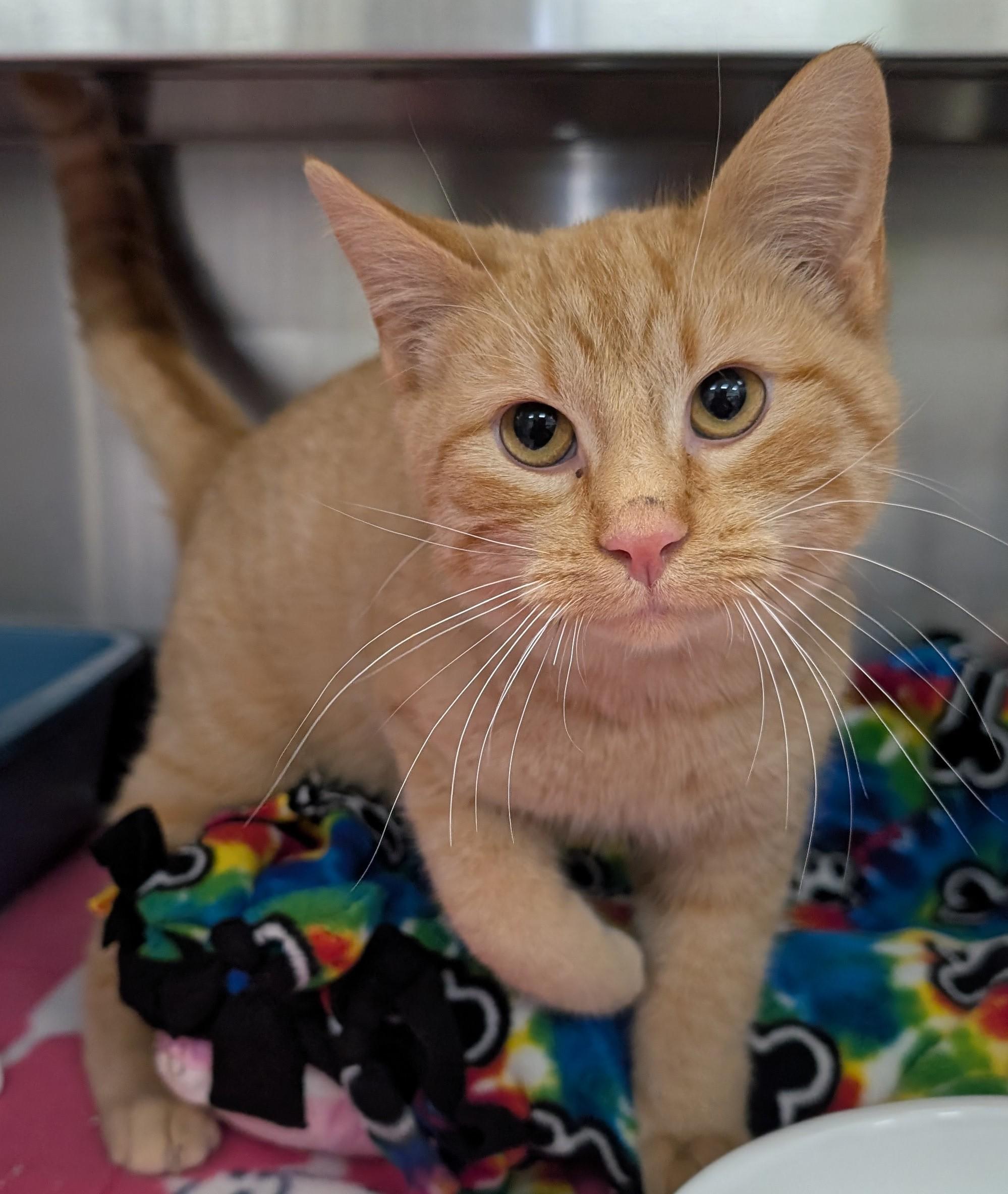 Houdini, ADOPTABLE, Adult Male Domestic Short Hair.