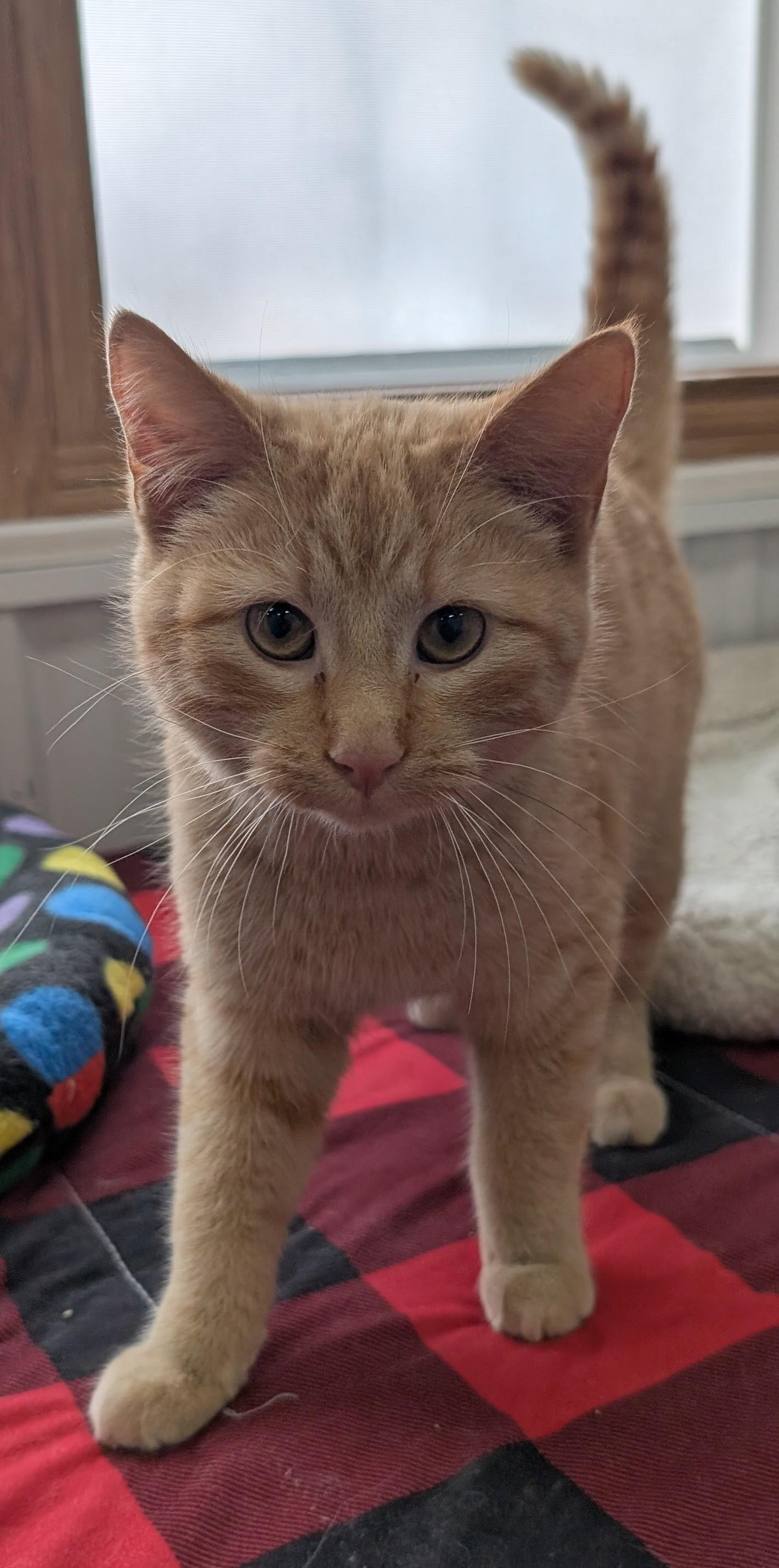 Houdini, a ADOPTABLE Domestic Short Hair in New Ulm, MN image 2/2