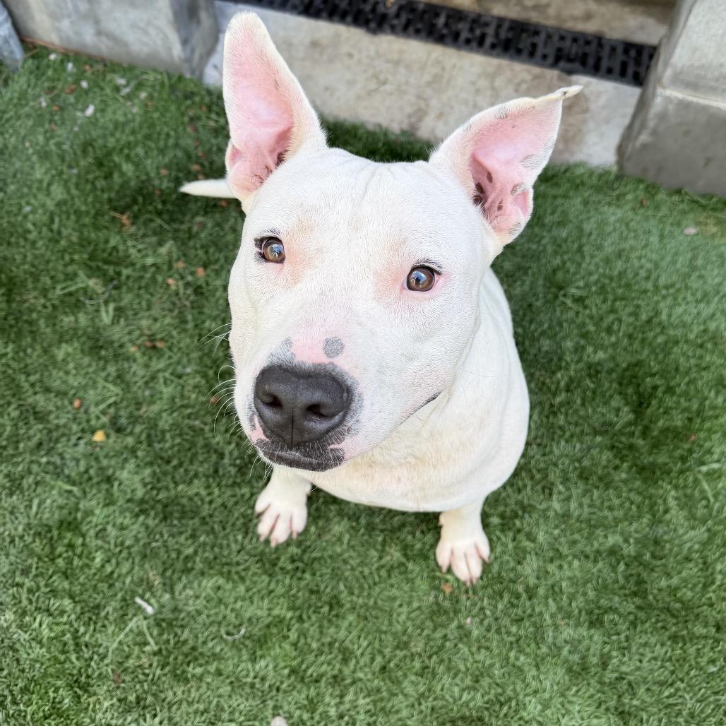 Bruce, Adoptable, Young Male Pit Bull Terrier.