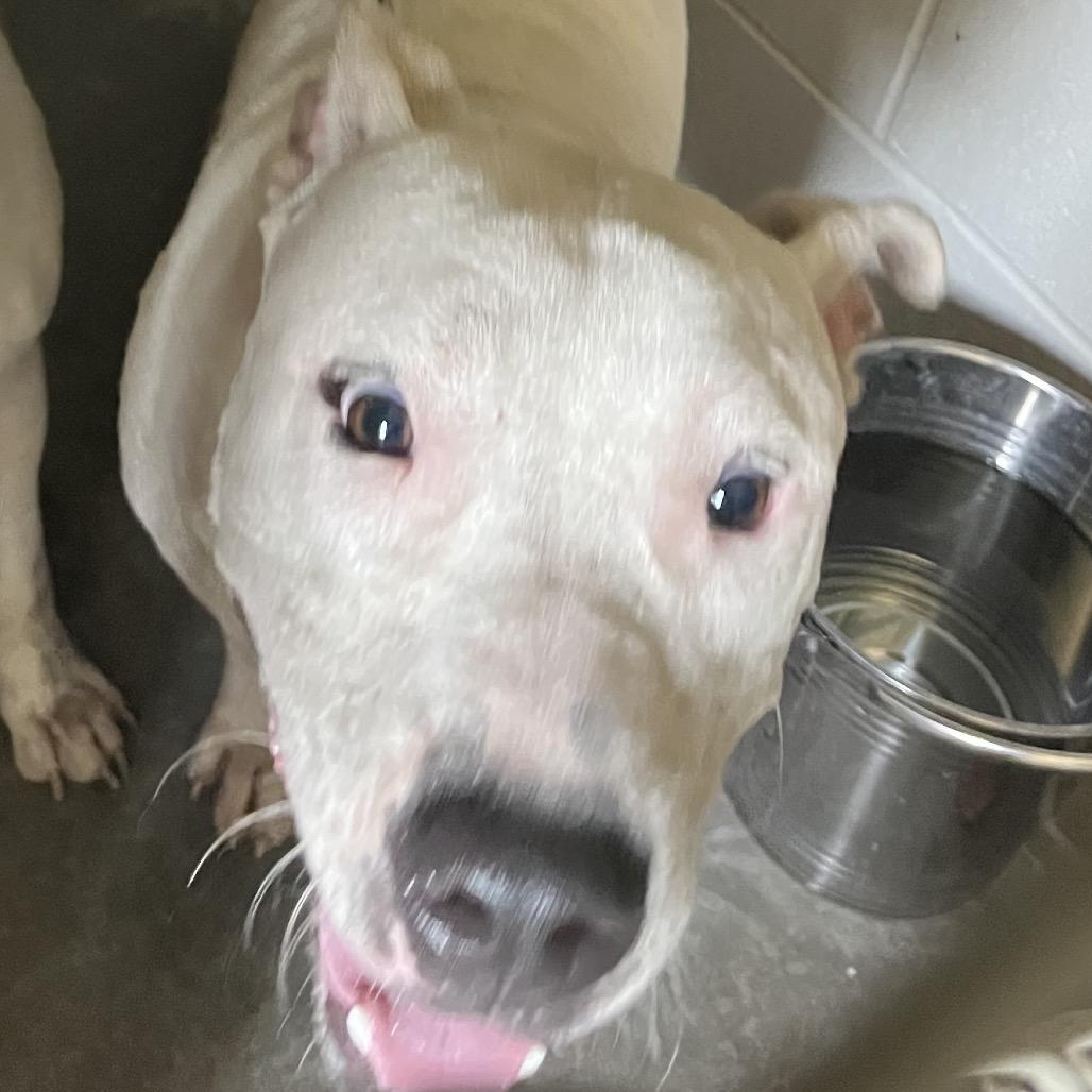 Enlarge Bruce, a Adoptable Pit Bull Terrier in Richmond Hill, GA image 2/5