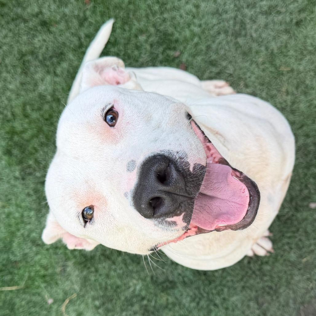 Enlarge Bruce, a Adoptable Pit Bull Terrier in Richmond Hill, GA image 3/5