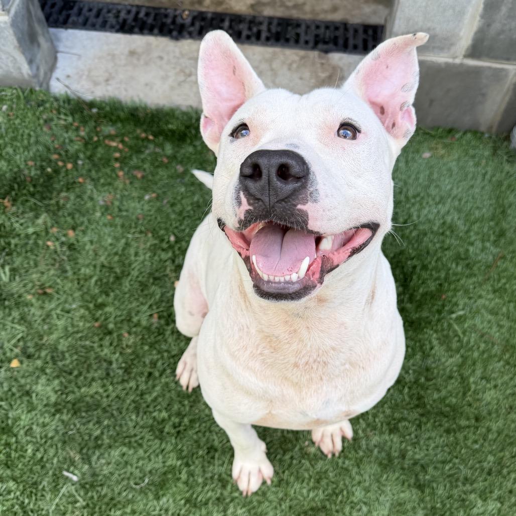 Enlarge Bruce, a Adoptable Pit Bull Terrier in Richmond Hill, GA image 4/5