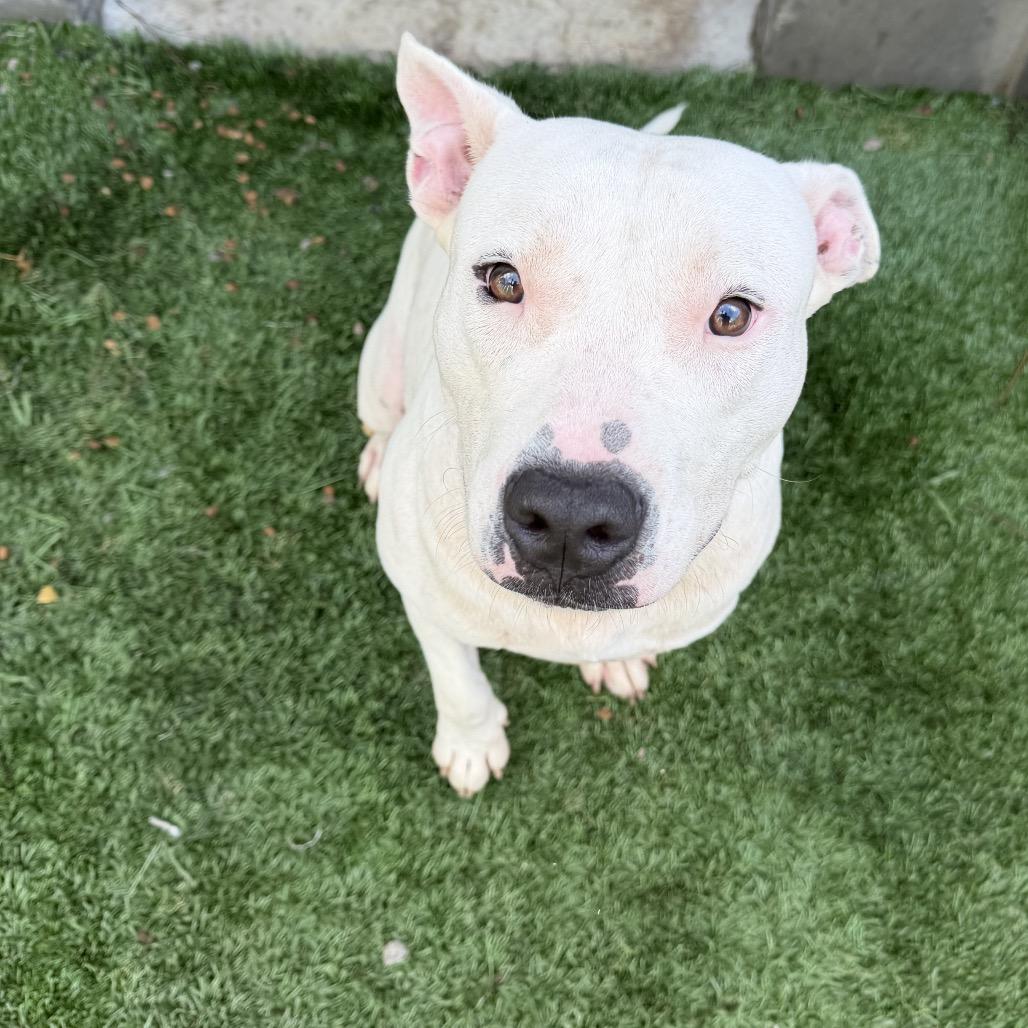 Enlarge Bruce, a Adoptable Pit Bull Terrier in Richmond Hill, GA image 5/5