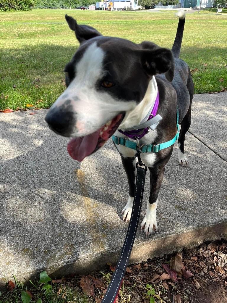 Lady, Adoptable, Adult Female Pit Bull Terrier & Hound.