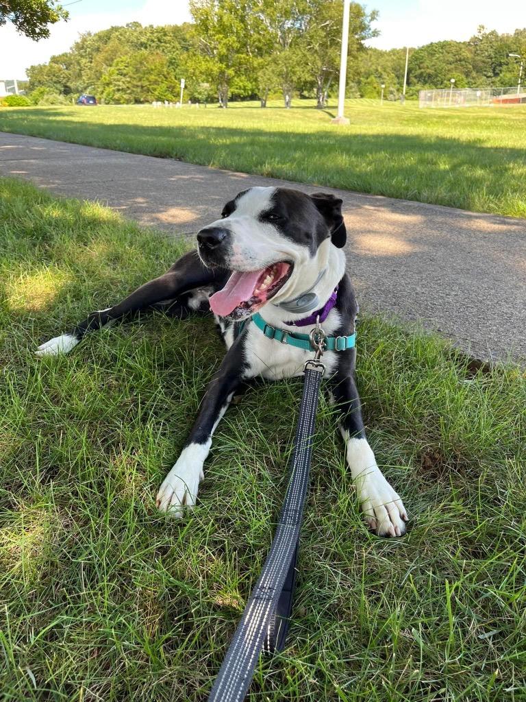 Lady, a Adoptable mixed breed in Meriden, CT image 1/6