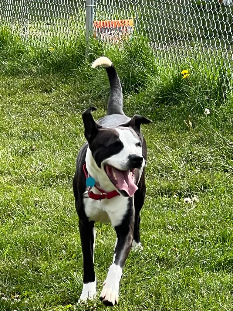 Lady, Adoptable, Adult Female Pit Bull Terrier & Hound.