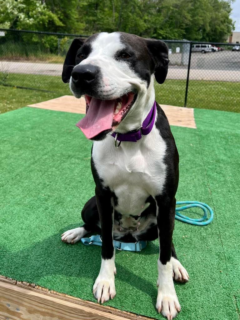 Enlarge Lady, a Adoptable mixed breed in Meriden, CT image 2/6