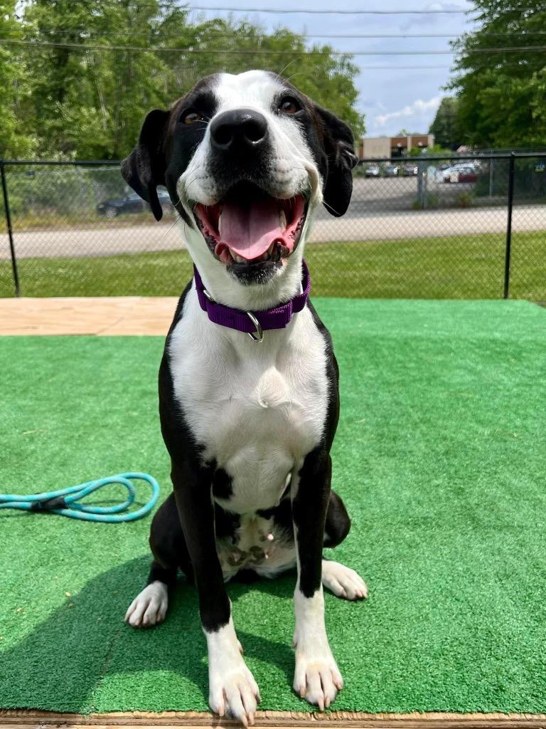 Enlarge Lady, a Adoptable mixed breed in Meriden, CT image 1/6
