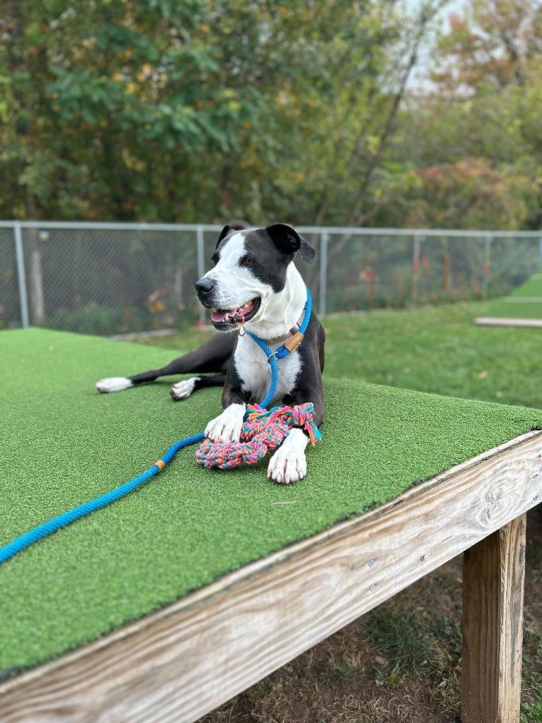 Enlarge Lady, a Adoptable mixed breed in Meriden, CT image 3/6