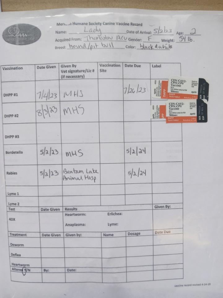 Lady, a Adoptable mixed breed in Meriden, CT image 6/6