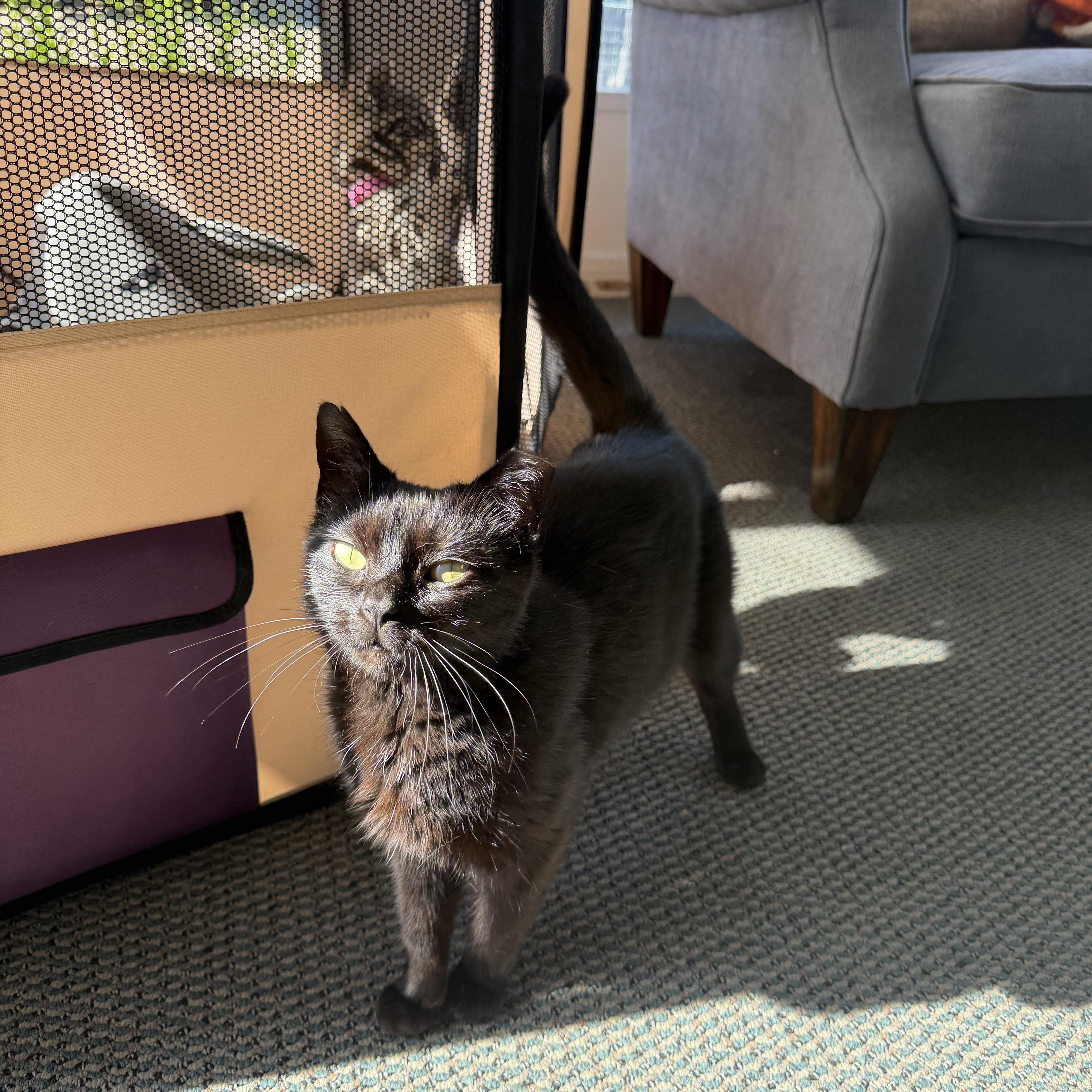 Willow, a Adoptable Domestic Short Hair in Independence, OH image 2/2