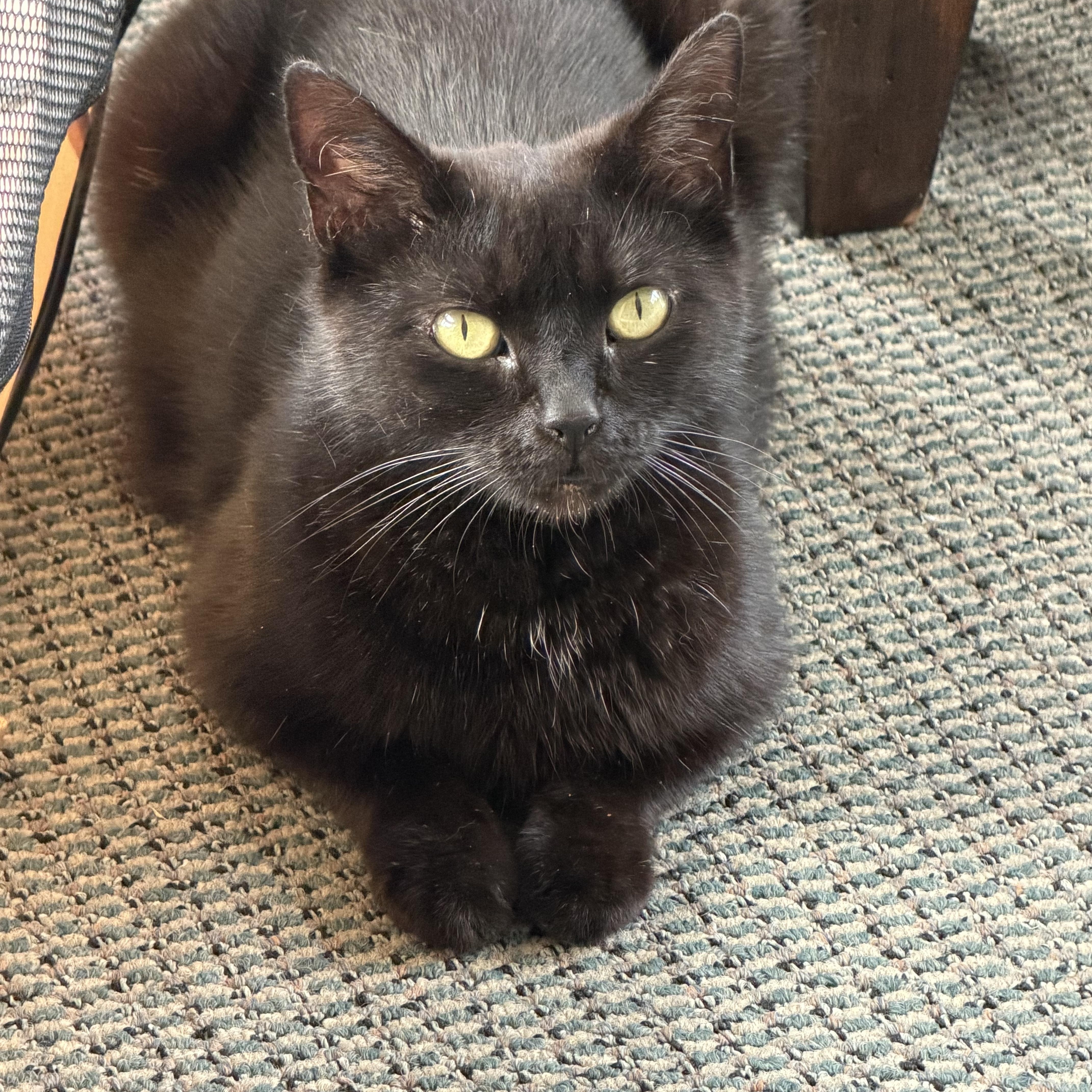 Willow, Adoptable, Adult Female Domestic Short Hair.