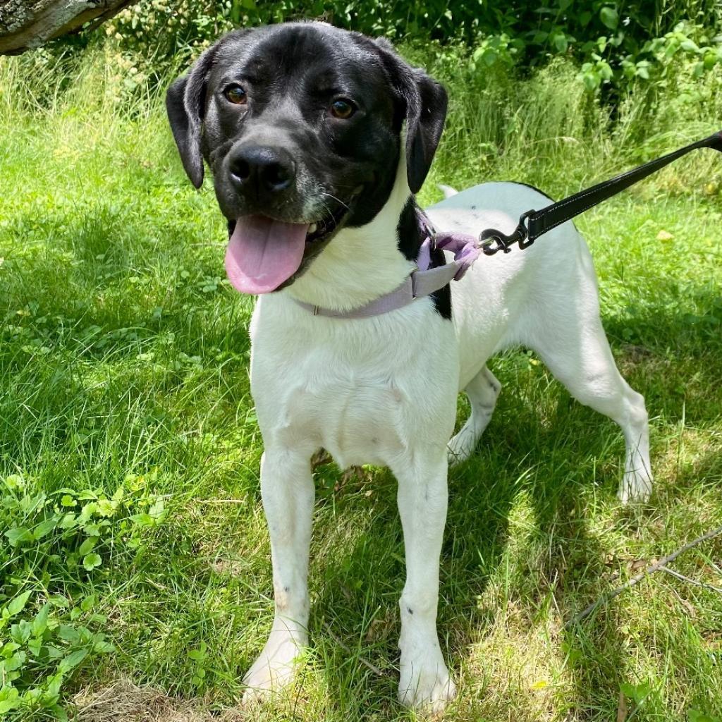 Willow, Adoptable, Adult Female Pit Bull Terrier.