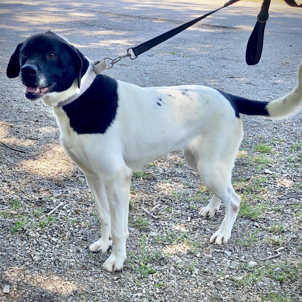 Willow, a Adoptable Pit Bull Terrier in Kittanning, PA image 2/6