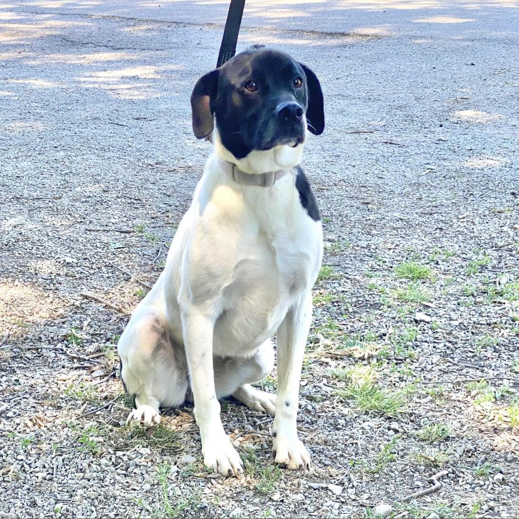 Willow, a Adoptable Pit Bull Terrier in Kittanning, PA image 3/6
