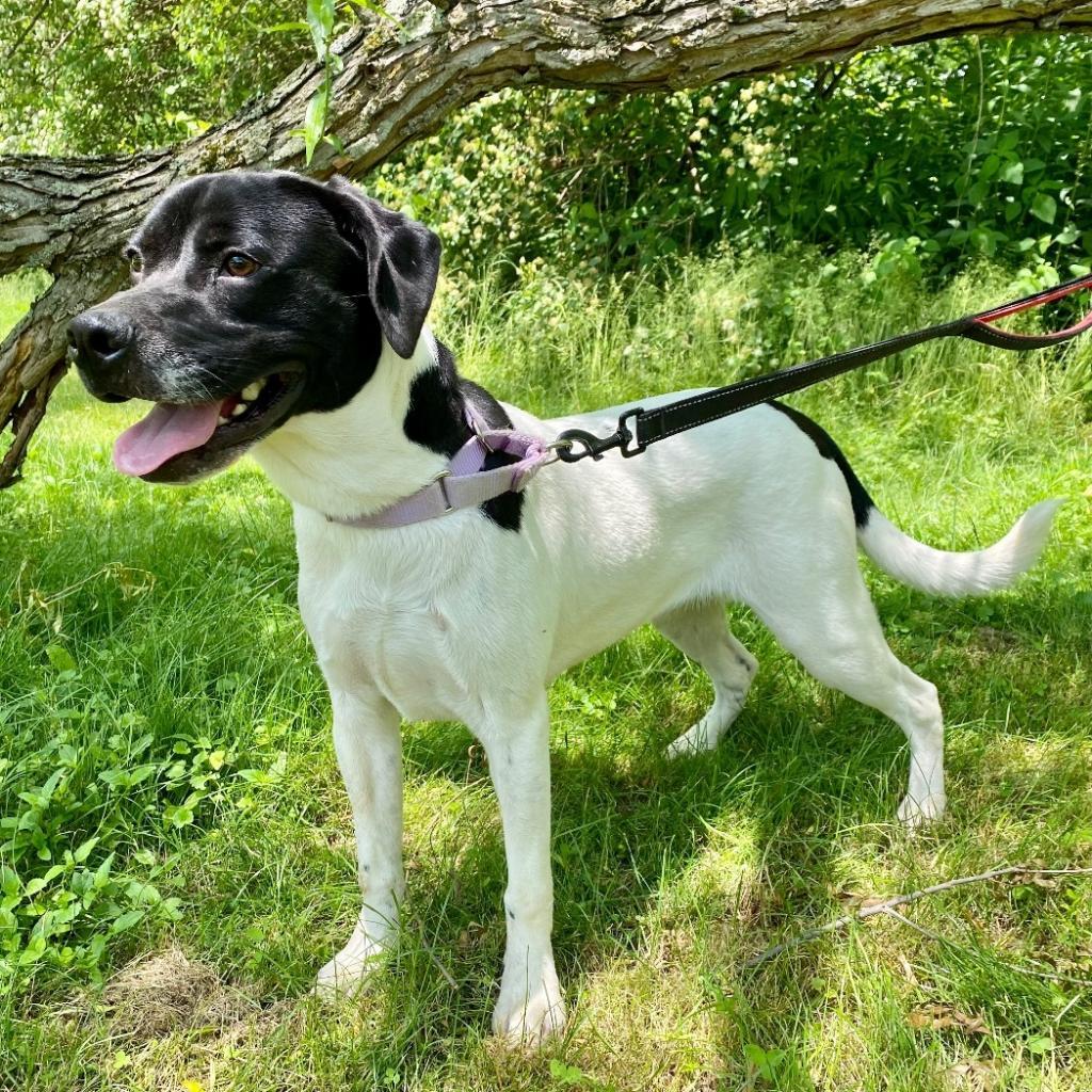 Willow, a Adoptable Pit Bull Terrier in Kittanning, PA image 4/6