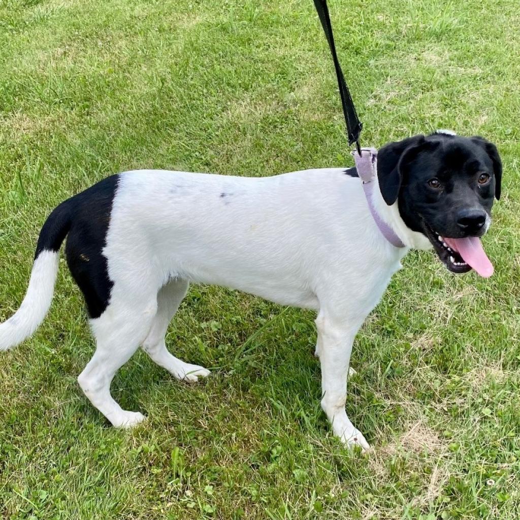 Willow, a Adoptable Pit Bull Terrier in Kittanning, PA image 5/6