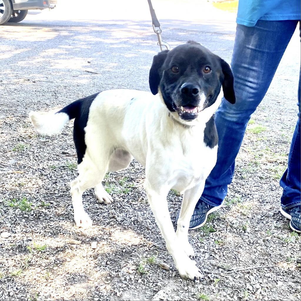 Willow, a Adoptable Pit Bull Terrier in Kittanning, PA image 6/6