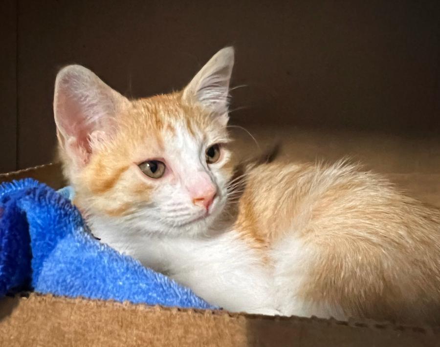 Enlarge Dora, a Adoptable Domestic Short Hair in Palo Alto, CA image 2/3