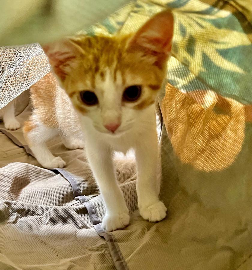 Enlarge Dora, a Adoptable Domestic Short Hair in Palo Alto, CA image 3/3