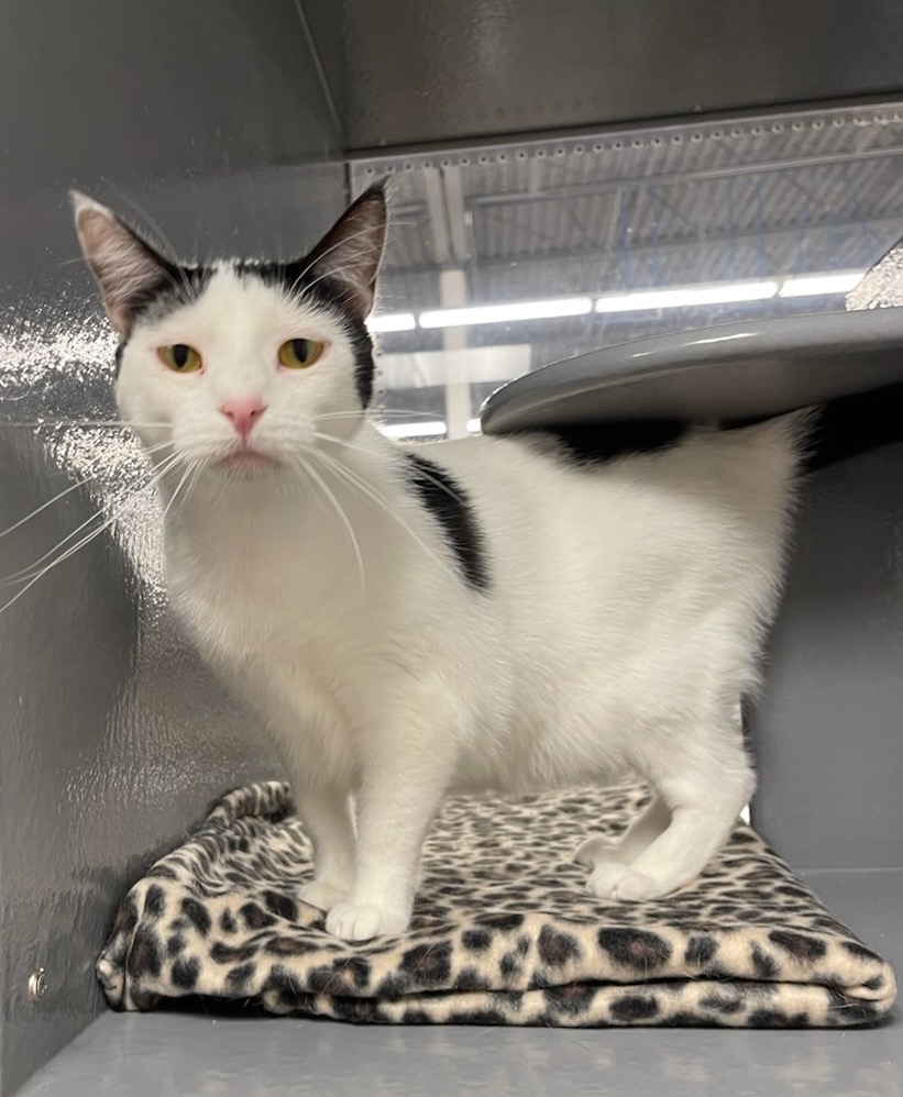 Juhl, a Adoptable Domestic Short Hair in Sioux Falls, SD image 2/2