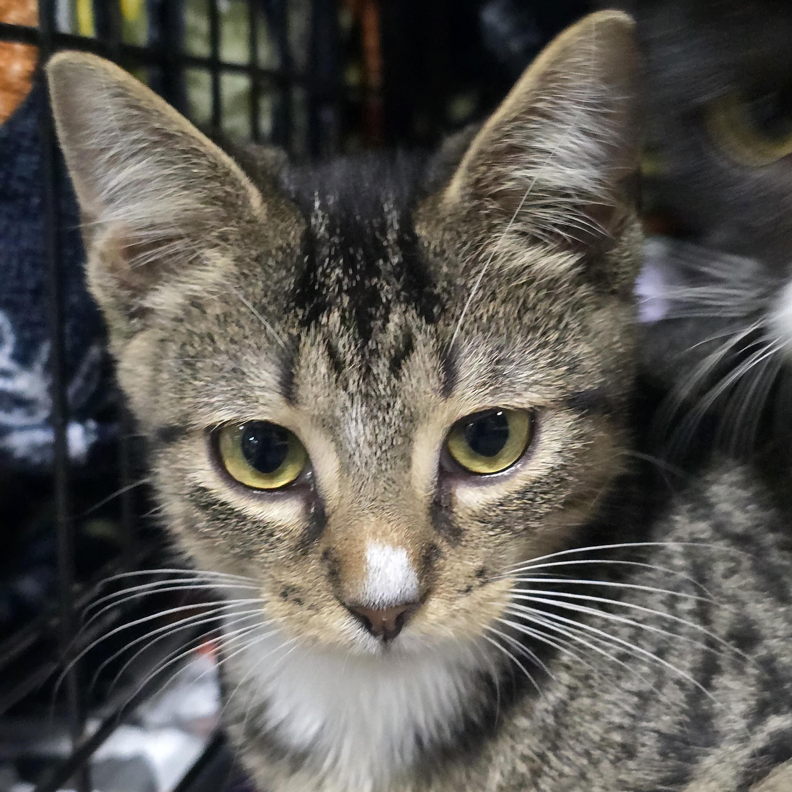 Enlarge Bullseye, a Adoptable mixed breed in East Lansing, MI image 1/2