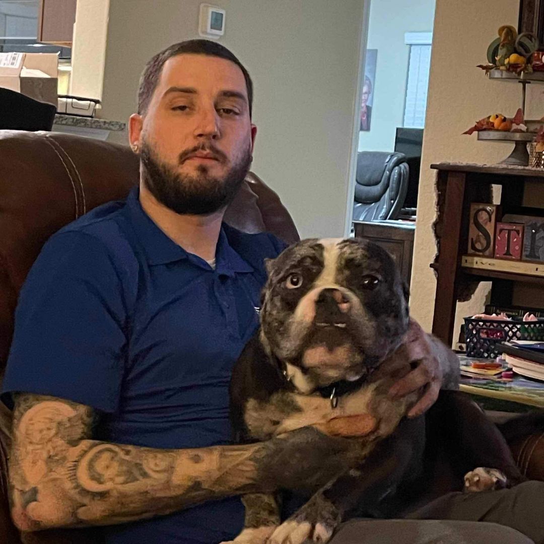 Levi, Adopted, Young Male English Bulldog & American Bully.