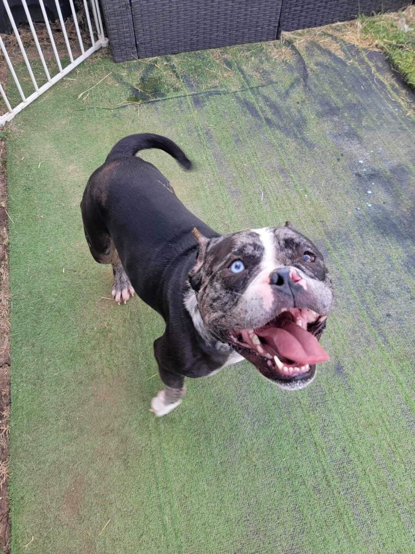 Enlarge Levi, a Adopted mixed breed in Austin, TX image 2/6