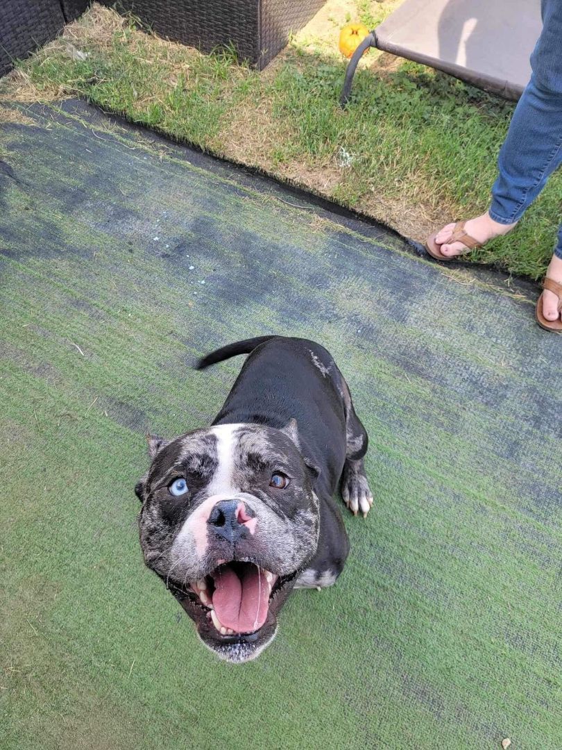 Enlarge Levi, a Adopted mixed breed in Austin, TX image 3/6