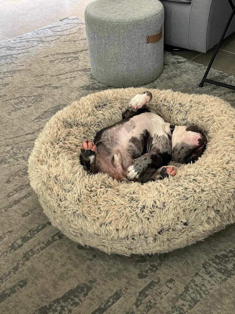 Enlarge Levi, a Adopted mixed breed in Austin, TX image 4/6