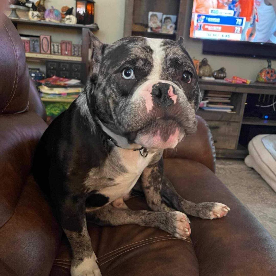 Enlarge Levi, a Adopted mixed breed in Austin, TX image 5/6