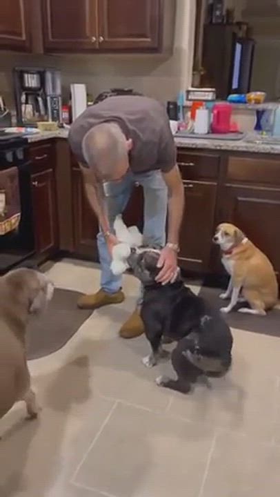 Enlarge Levi, a Adopted mixed breed in Austin, TX video 6/6