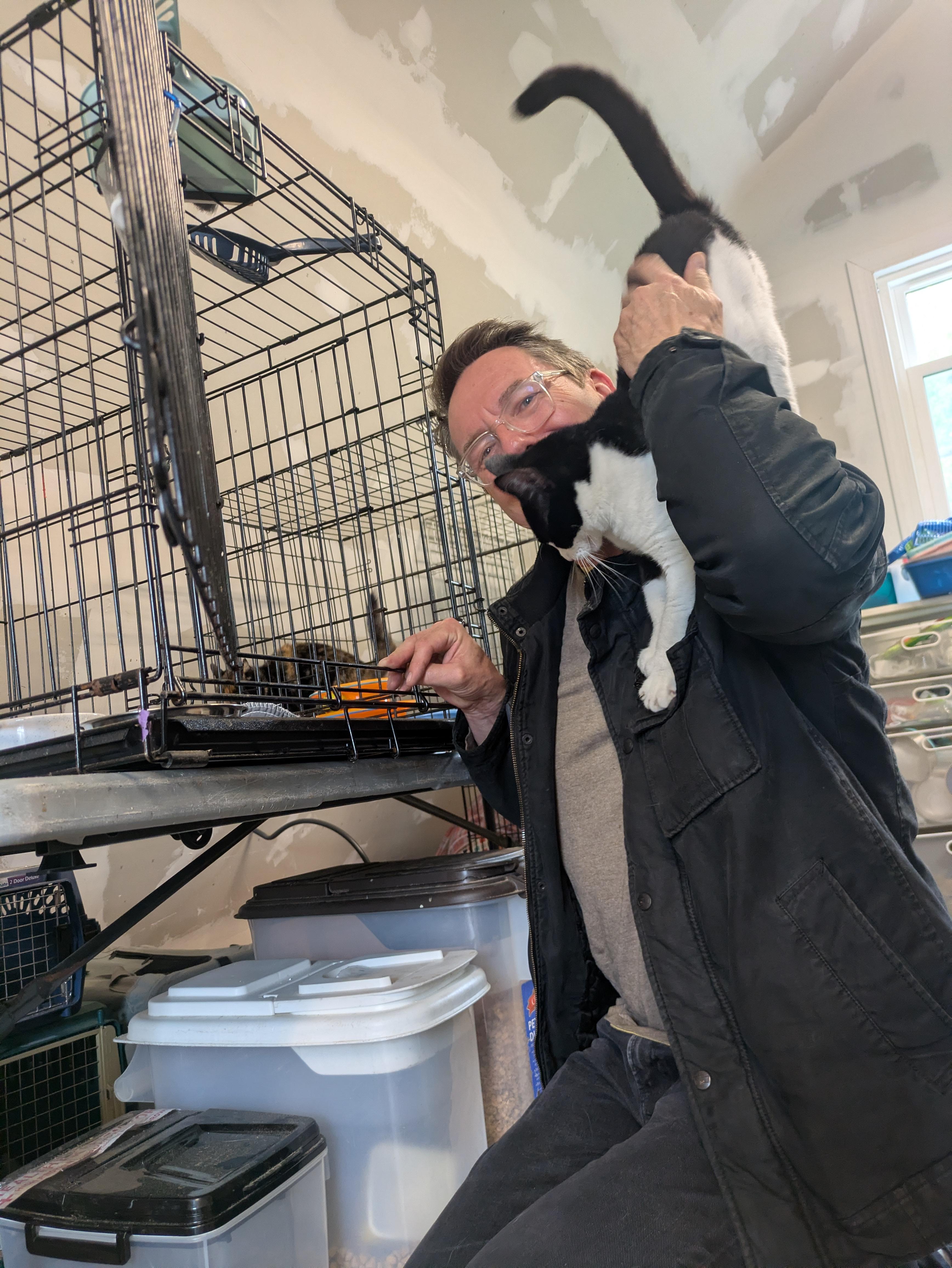 Enlarge Tuesday, a Adoptable Domestic Short Hair in Montclair, NJ image 6/6
