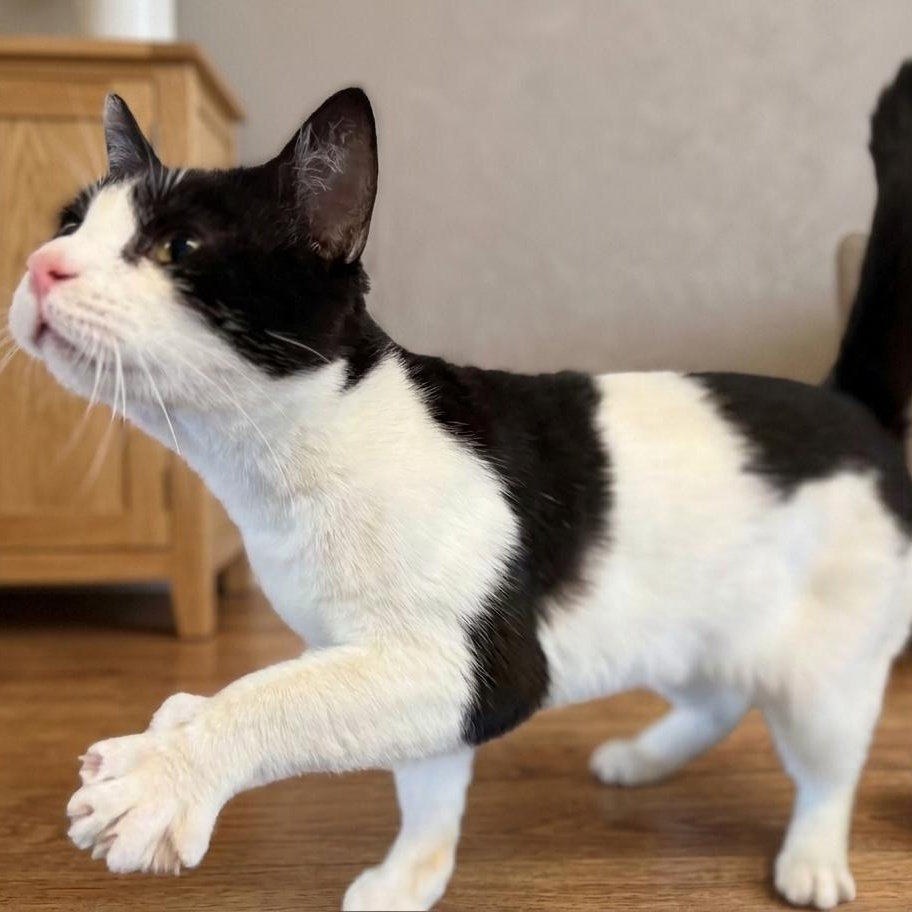 Enlarge Tuesday, a Adoptable Domestic Short Hair in Montclair, NJ image 2/6