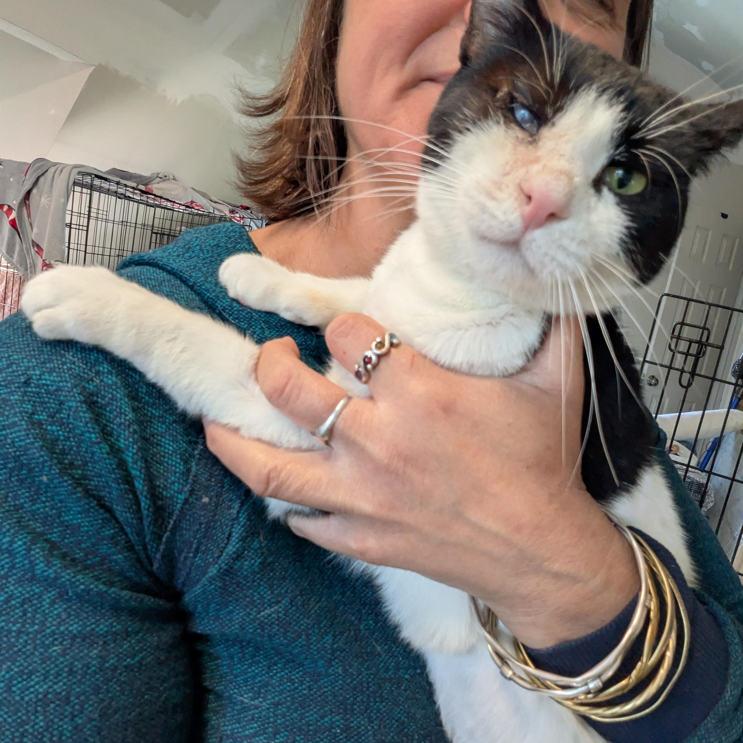 Tuesday, Adoptable, Adult Female Domestic Short Hair.