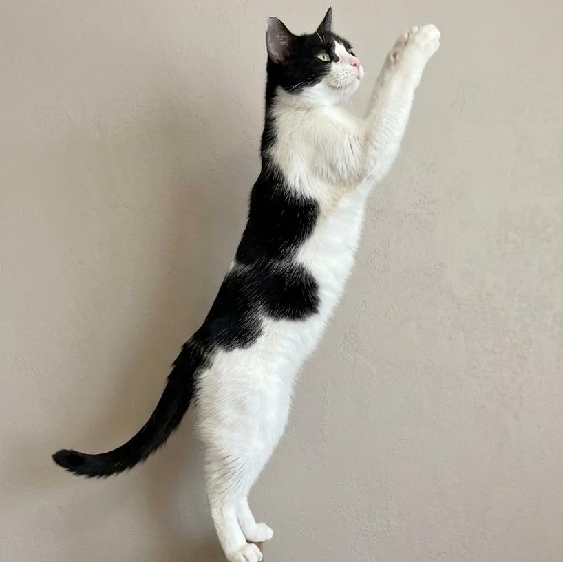 Enlarge Tuesday, a Adoptable Domestic Short Hair in Montclair, NJ image 3/6