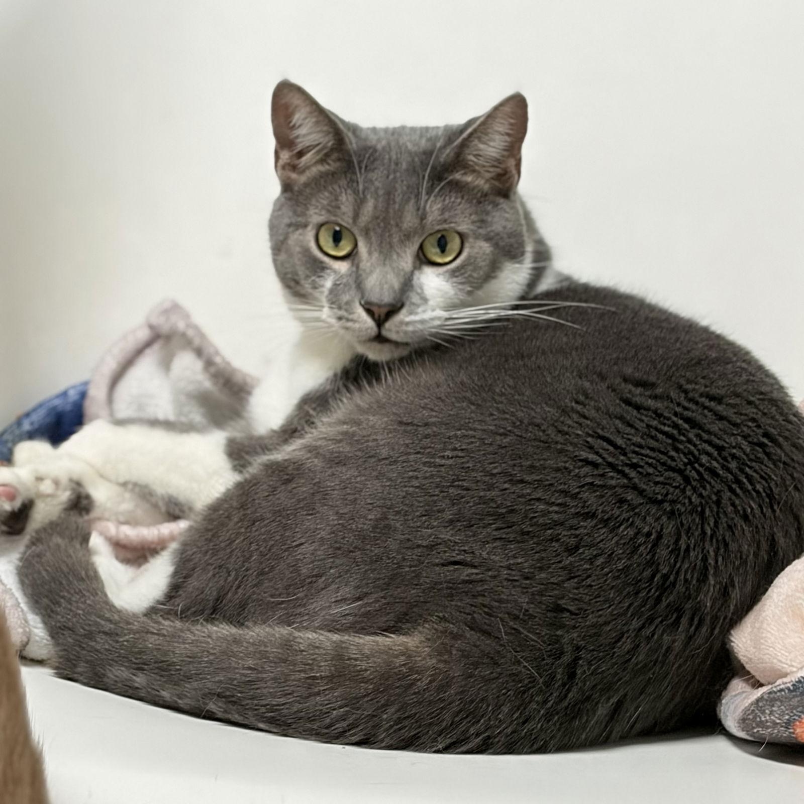 Enlarge Ziti, a Adoptable Domestic Short Hair in Dublin, OH image 1/3