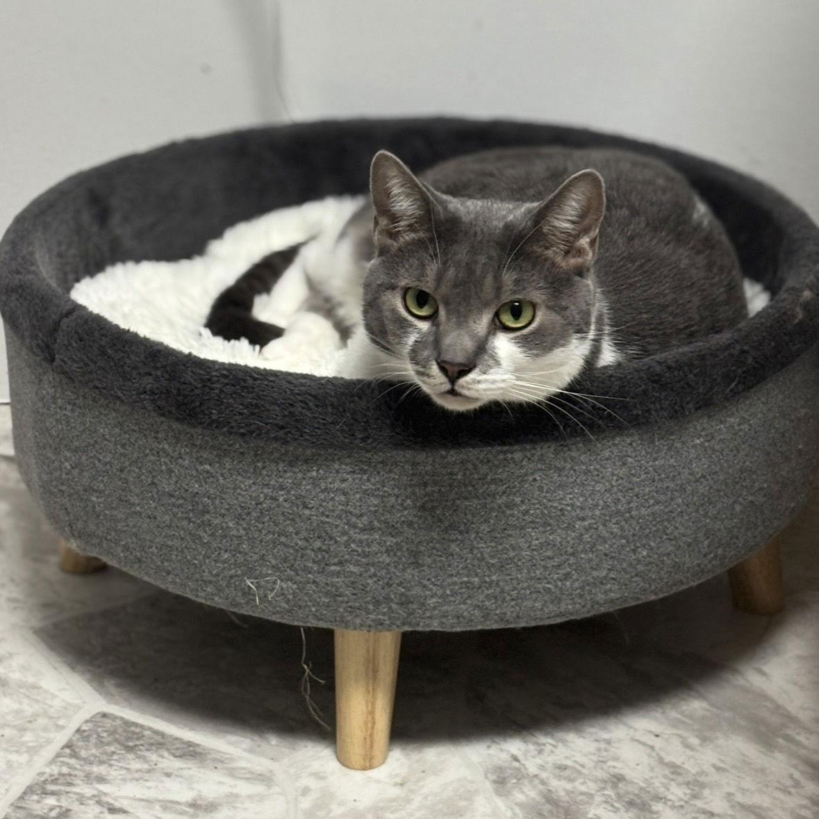 Ziti, Adoptable, Adult Male Domestic Short Hair.